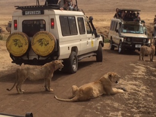 On Safari - Biology Tanzania Tour 2015